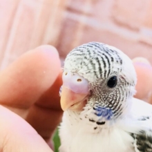ホワイトハルクが来ましたね～(*^▽^*)　セキセイインコ