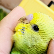 王道のセキセイ・・・　セキセイインコ
