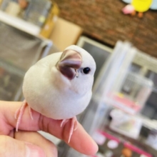 最新画像🌟愛らしさ全開❤︎⁾⁾ 手乗りシルバー文ちゃんです🕊✨