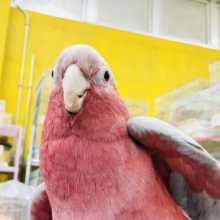【最新画像更新☆☆】モモイロの大型インコ再び・・・　モモイロインコ