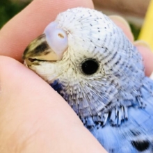 【最新画像更新☆☆】濃いめブルーが特徴的な１羽！！　セキセイインコ