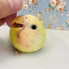 ほんのり色づくお顔と❤︎素敵な尾羽🪶🫧手乗りコザクラインコ(ゴールデンチェリー)🕊✨