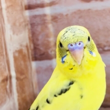【最新画像更新☆☆】ほやほやが来ましたね～(*^▽^*)　セキセイインコ
