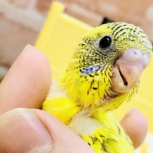 こちらのハルクインもやってきた(*^^)v　セキセイインコ