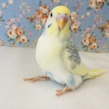 なんというかわいさ…❤︎˘˘̥ 手乗りセキセイインコ(コバルト)🪶✨