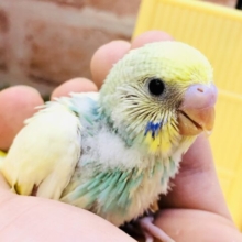 さわやかに参上！！　セキセイインコ