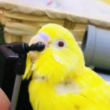明るい歌で皆を元気にします！！　セキセイインコ