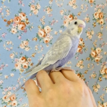 と~ってもステキなコ💜ˊ꒳​ˋ手乗りセキセイインコ(ライラック)🕊✨
