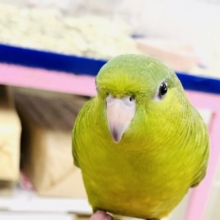 【最新画像更新☆☆】ん～！！久しぶりにやってきた～！！　サザナミインコ
