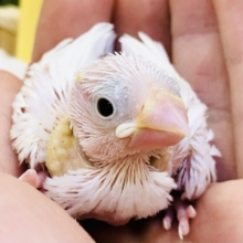 純白が来ましたね～(*^▽^*)　白文鳥