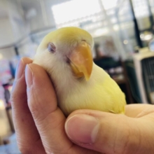 最新画像🌟包み込んでほしいの❤︎⁾⁾明るくかわいいお花色🌼手乗りコザクラインコ(ルチノー)🕊✨