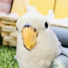【最新画像更新☆☆】人気度No.1です！！　コザクラインコ