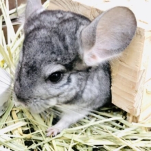 甘々ボーイはいつでも誰でもグイグイ(^^♪　チンチラ