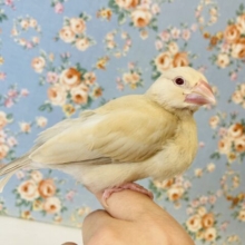 ふんわりふわふわ❤︎⁾⁾手乗りシナモン文ちゃんです🕊✨