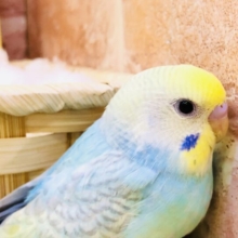 ん～ぱっと明るく！！ぱっと元気に～セキセイインコ