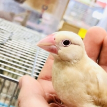 【最新画像更新☆☆】ちゅるちゅるな文ちゃんが来ましたね～　シナモン文鳥