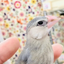 【最新画像更新☆☆】人気の桜色がやってきました♪　桜文鳥