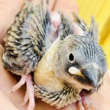 お腹いっぱいで眠いっす(-_-)zzz　桜文鳥
