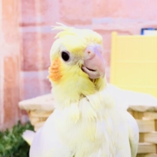 【最新画像更新☆☆】流山に舞い降りた天使ちゃん♡　オカメインコ