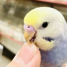 【最新画像更新☆☆】どんなカラーに成長するの？？　セキセイインコ