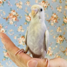 慣れ慣れ❤︎シックな色合い🫧手乗りセキセイインコ(ライラックモーブ)🕊✨