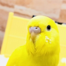 【最新画像更新☆☆】黒目の人気カラー！！　セキセイインコ