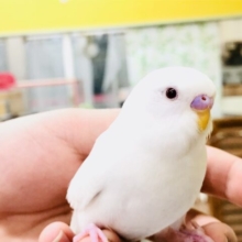 【最新画像更新☆☆】純白の美しきカラーです・・・　セキセイインコ
