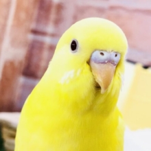 【最新画像更新☆☆】サンサン輝くはルチノーカラー！！　セキセイインコ