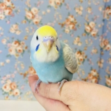 明るいスカイブルーにうっと~り🫧激かわ手乗りセキセイインコさんです🪶✨