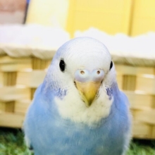 【最新画像更新☆☆】くちばしの黒さは初々しさの証！！　　セキセイインコ