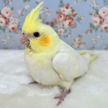 オカメインコ  パステルフェイス(オレンジ)   ‪( ‪🧡‬‪･θ･‪🧡‬‪) ノ