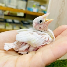 動画あり☆　テマエミソ秘策中なんです🤫🤫❤️‍🔥　白文鳥