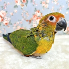 コガネメキシコインコ  🌼‪🔆✨️