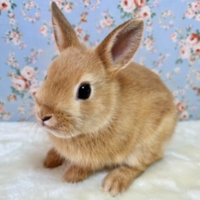 ネザーランドドワーフラビット  オレンジ  男の子  🐰‪🧡‬‪٭•。