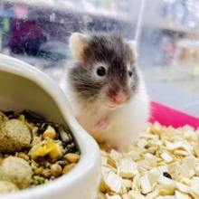 🏠🧸🛍️ミニチュアハウスでおままごととかどうかな〜？🐹🩷　セーブルハムスター　バンデット　女の子