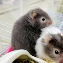 諦めません！精神です！！🐹🩷　セーブルハムスター　女の子