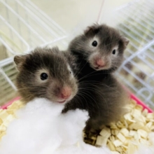 らぶりーぴんく🩷🐹🩷近づいて！🐹　セーブルハムスター　男の子