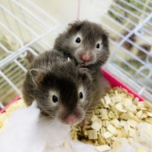 とぅうぃんくる🌠💫りんく🔗恋しちゃった〜？🐹　セーブルハムスター　男の子