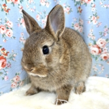 ネザーランドドワーフラビット  チェスナット  男の子  🐰🌰･.｡*