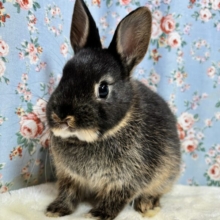 ネザーランドドワーフラビット  ブラックオター  女の子  🐰🖤🤎