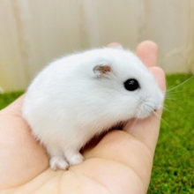 🐹💗まだちっちゃいままとか侮らないでよね〜〜！？🩷　パールホワイトハムスター　男の子