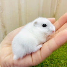 🐹💗カワイイだけとかみくびらないでよね〜〜！？🩷　パールホワイトハムスター　女の子