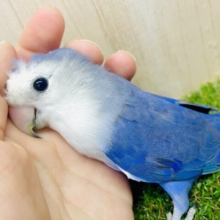 最新画像になりますよ⭐️深海コザたん！！包み込まれるのが大好きなの～～～！あまあまを目指しているコザたん！　コザクラインコ　バイオレット