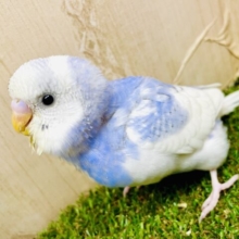 🩵☁️名誉あるブルーインコ部の活動☁️🩵　セキセイインコ　パイド