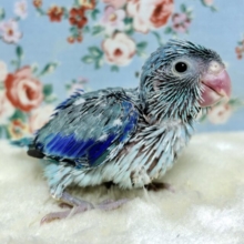 マメルリハ  ブルー 男の子 💙🤍