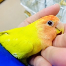 💗最新画像になりますよ🌟キミの相棒コザになりたい🌟ハートキャッチ💛プリーズミーコザたん❣️ コザクラインコ　ルチノーオパーリン