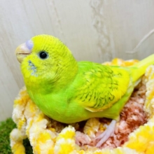 最新画像になりますよ💫帰ってきた！タケちゃんだよっ🎋花束💐のクッションに腰掛け夢語りましょう🎵　セキセイインコ　スパングルパイド