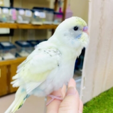 激かわ💗🍚最新画像になりますよ🌟おおあくび見ちゃったの！？🟡🩵　セキセイインコ　4色ハルクイン