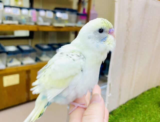 激かわ💗🍚最新画像になりますよ🌟おおあくび見ちゃったの！？🟡🩵　セキセイインコ　4色ハルクイン