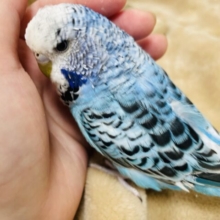 【最新画像更新🪄】なんだかんだで甘えたい♡ジャンボセキセイインコ(オパーリン)